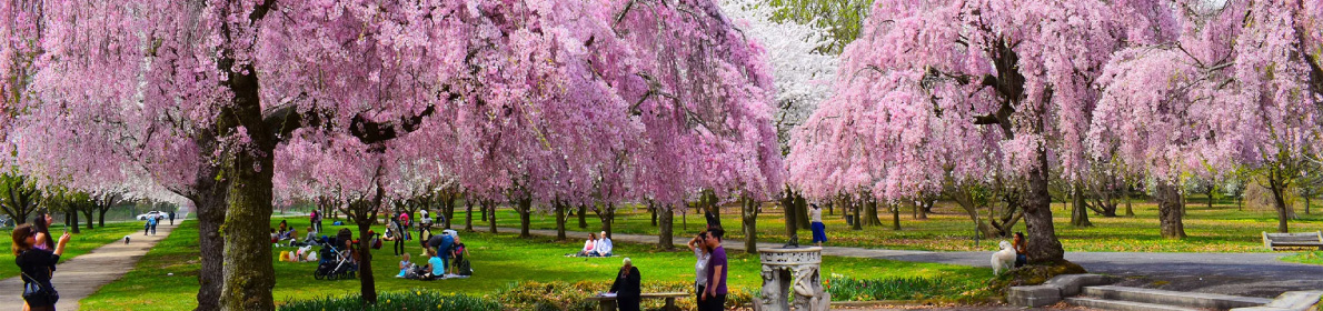 SAC Sponsors <em>Sakura</em> Festival in Philadelphia